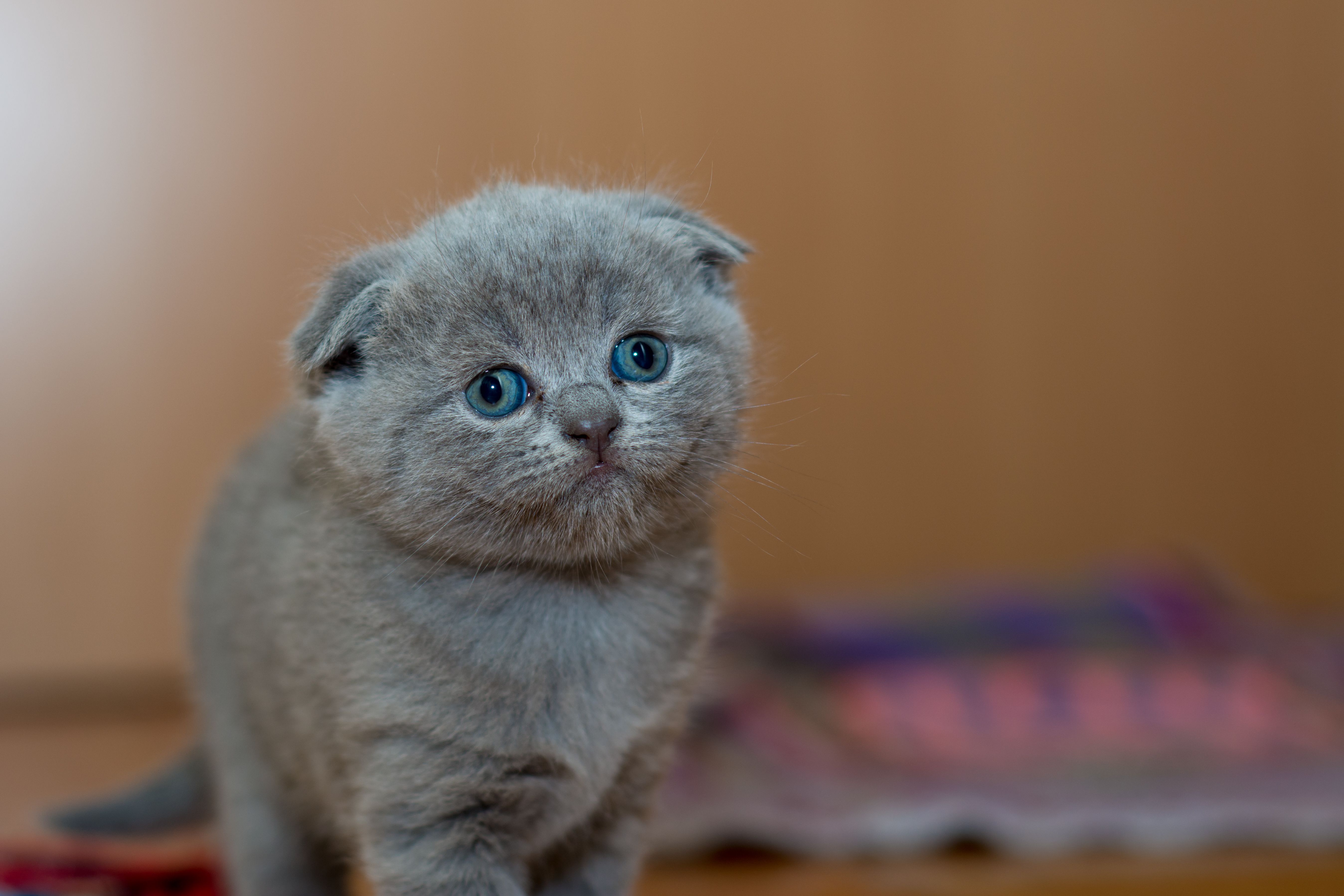 Katzenbild 3